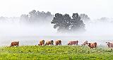Cows On A Foggy Morning_45887